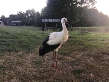 Фото Дома для отпуска Domek Mazury Harsz г. Harsz 4